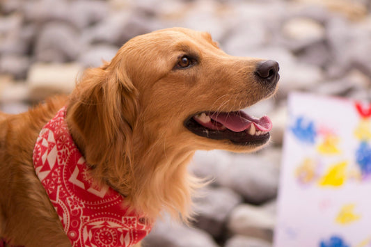 Beyond the Novelty: Why 2026 Is the Year Custom Pet Portraits Become Heirlooms